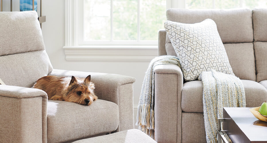 Furniture-Buying-Guide-Dog