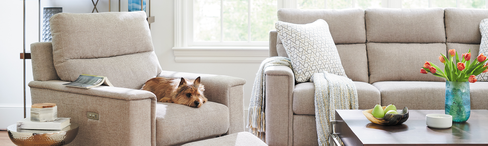 Furniture-Buying-Guide-Dog