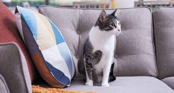 Pet Friendly Fabrics You'll Love