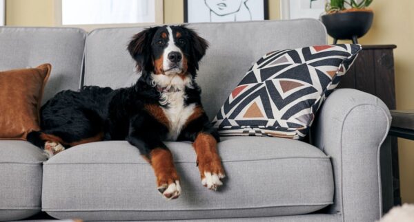 How to prevent stains on your sofa